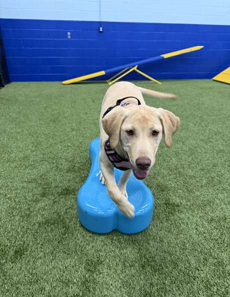 A happy, engaged dog working on a balance exercise at Lucky Dog Training's facility